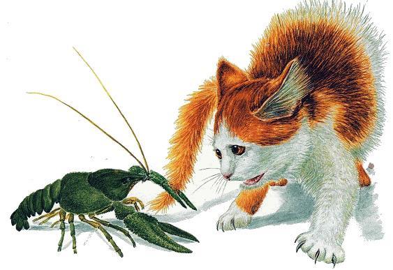 Сказки-несказки: Где раки зимуют рак и кошка
