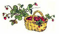 корзинка с малиной