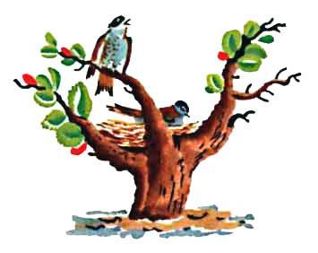 птицы