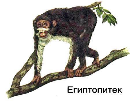 египтопитек