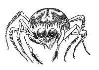 паук