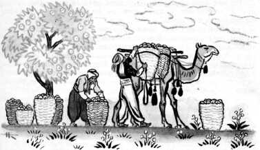 Сын садовника и Кор-оглы, заступник бедных (сказка) Сын садовника и Кор-оглы, заступник бедных