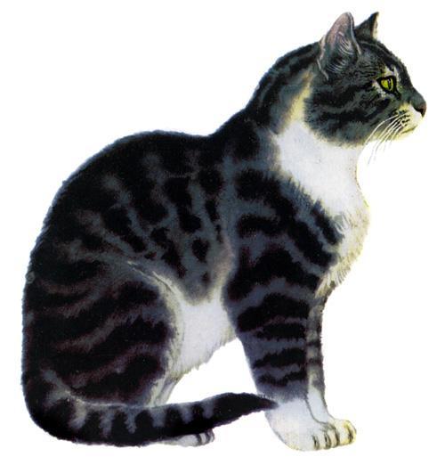 кот кошка