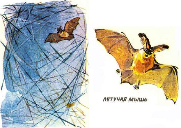 Кто видит ушами? Кто видит ушами?